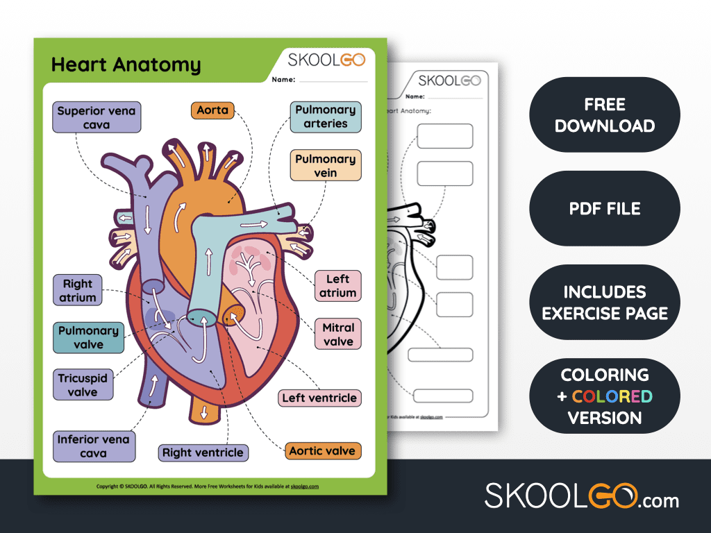 Free Anatomy Printable Worksheets SKOOLGO