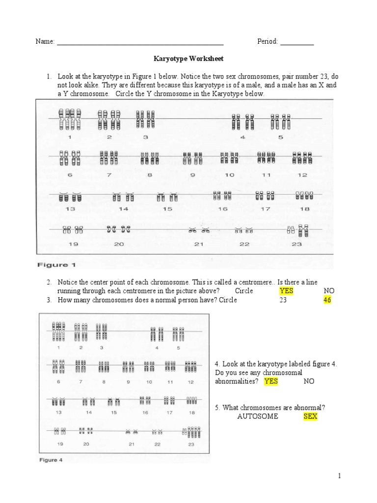Free Answers Worksheet 6 Karyotype Download Free Answers Worksheet 6 Karyotype Png Images Free Worksheets On Clipart Library Free Answers Worksheet 6 Karyotype Download Free Answers Worksheet 6 Karyotype Png Images Free Worksheets On Clipart Library