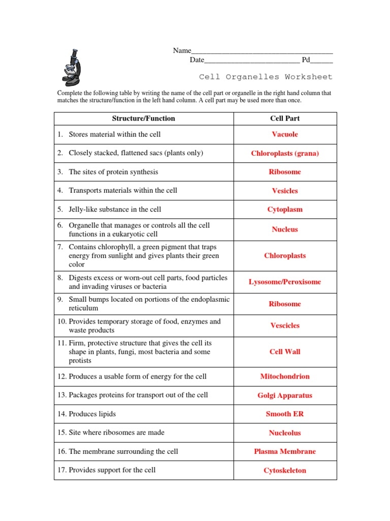 Free Cell Organelles Worksheet Key Download Free Cell Organelles Worksheet Key Png Images Free Worksheets On Clipart Library