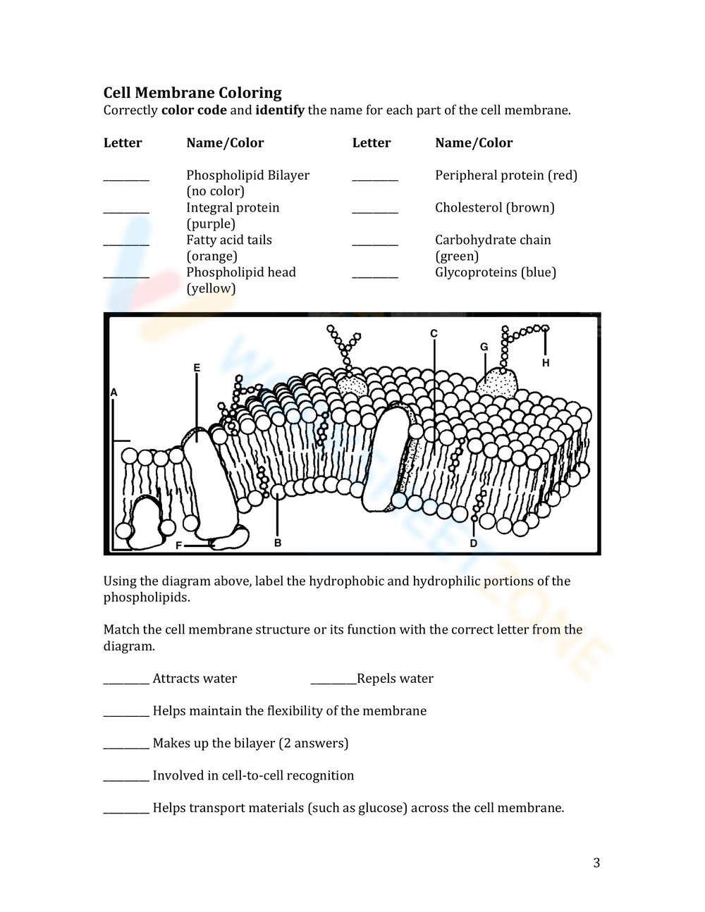 cell membrane coloring worksheet answer sheet