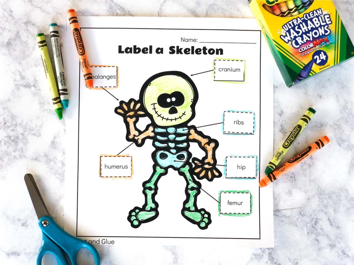 label the skeleton worksheet pdf label the skeleton worksheet pdf