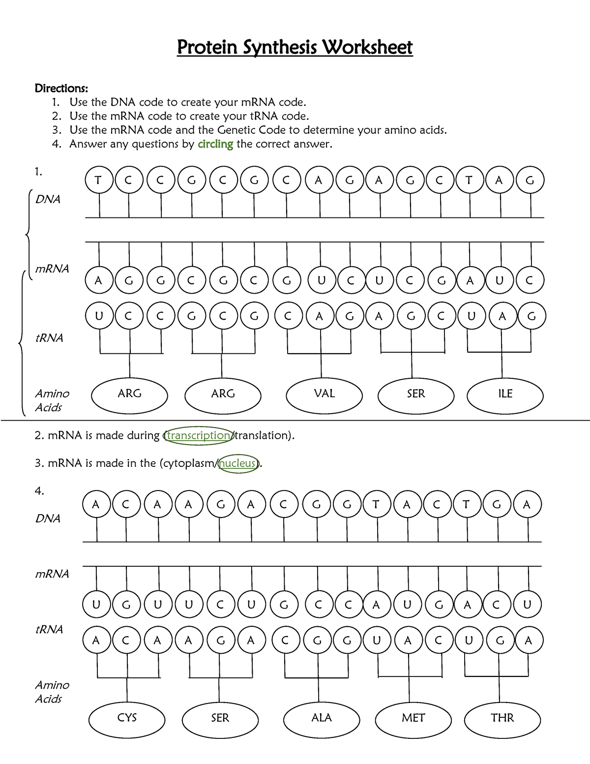 Free Protein Synthesis Activity Worksheet Download Free Protein Synthesis Activity Worksheet Png Images Free Worksheets On Clipart Library Free Protein Synthesis Activity Worksheet Download Free Protein Synthesis Activity Worksheet Png Images Free Worksheets On Clipart Library