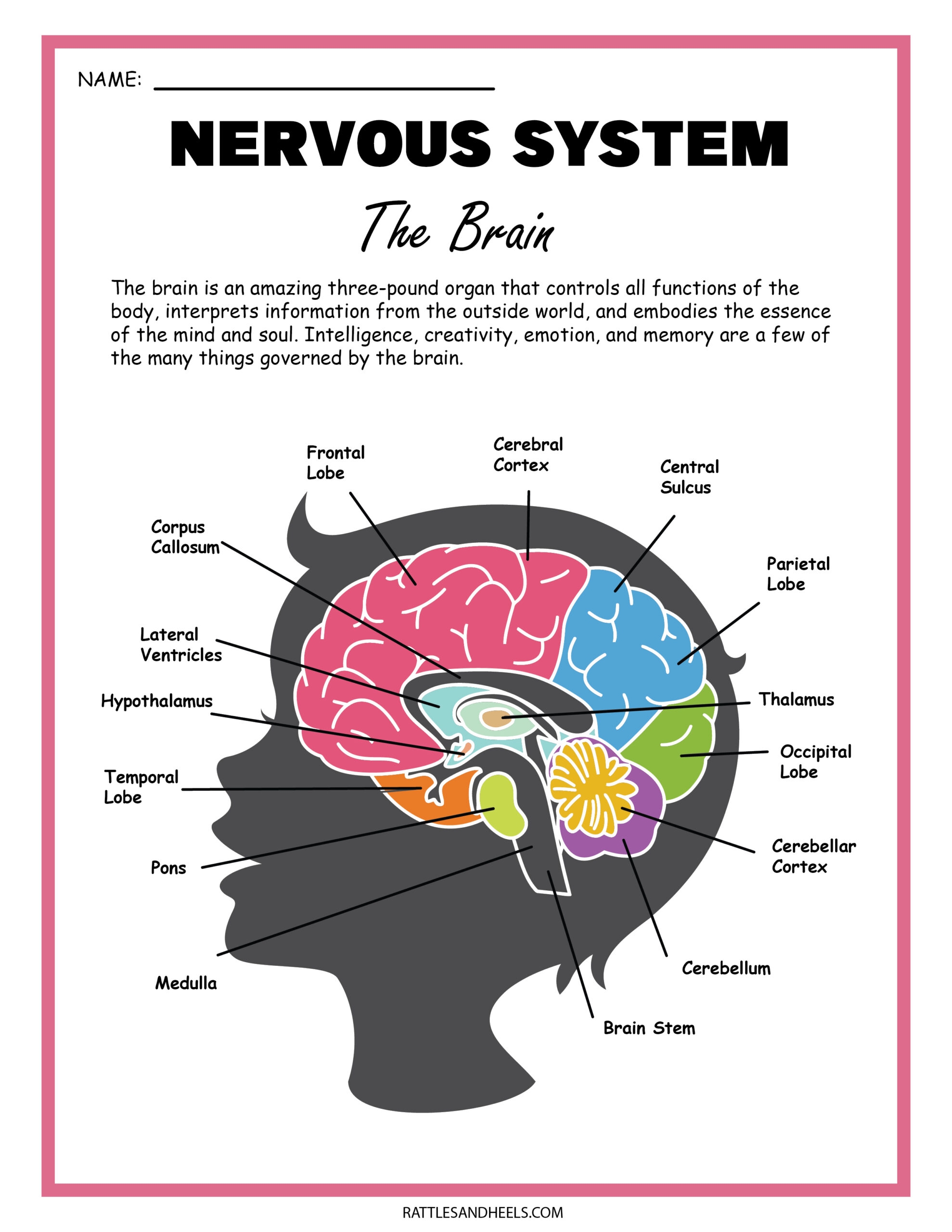 nervous system worksheet answers