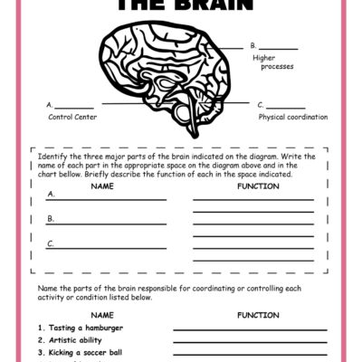 Free Science Worksheets The Nervous System Adanna Dill