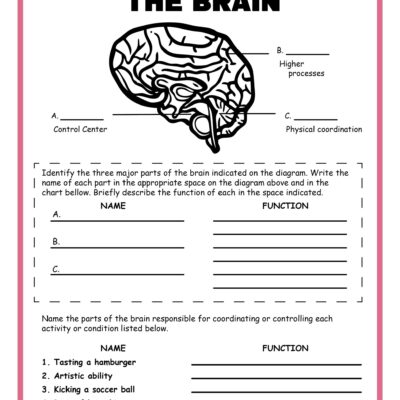 Free Science Worksheets The Nervous System Adanna Dill