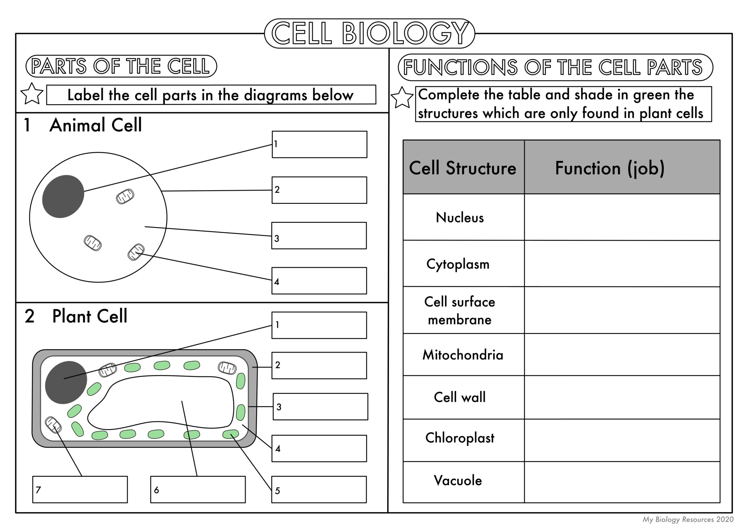 GCSE Biology Cell Biology Worksheet Pack UPDATED Teaching Resources