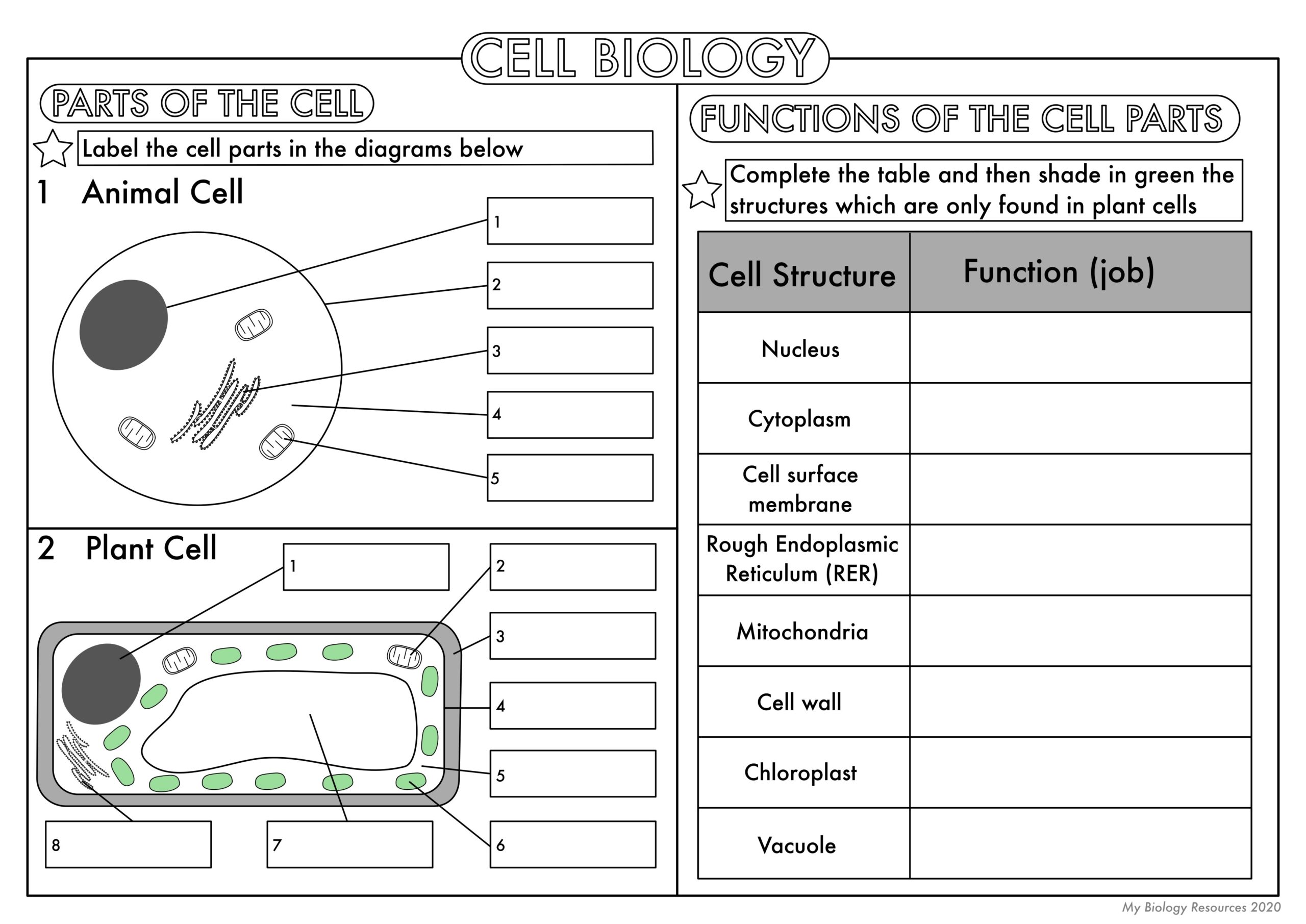 GCSE Biology Cell Biology Worksheet Pack UPDATED Teaching Resources