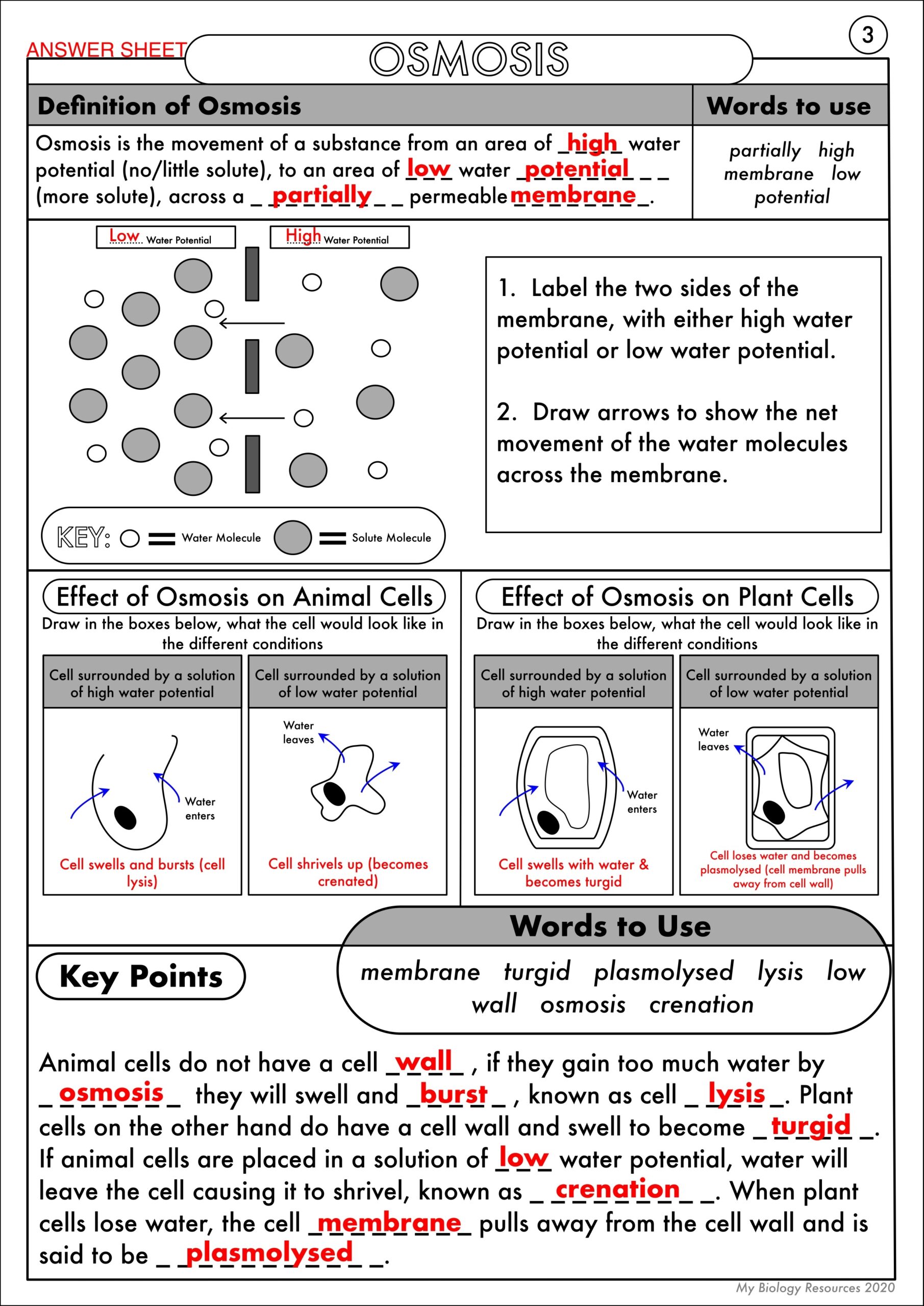 GCSE Biology Diffusion Osmosis And Active Transport Worksheet Pack Teaching Resources