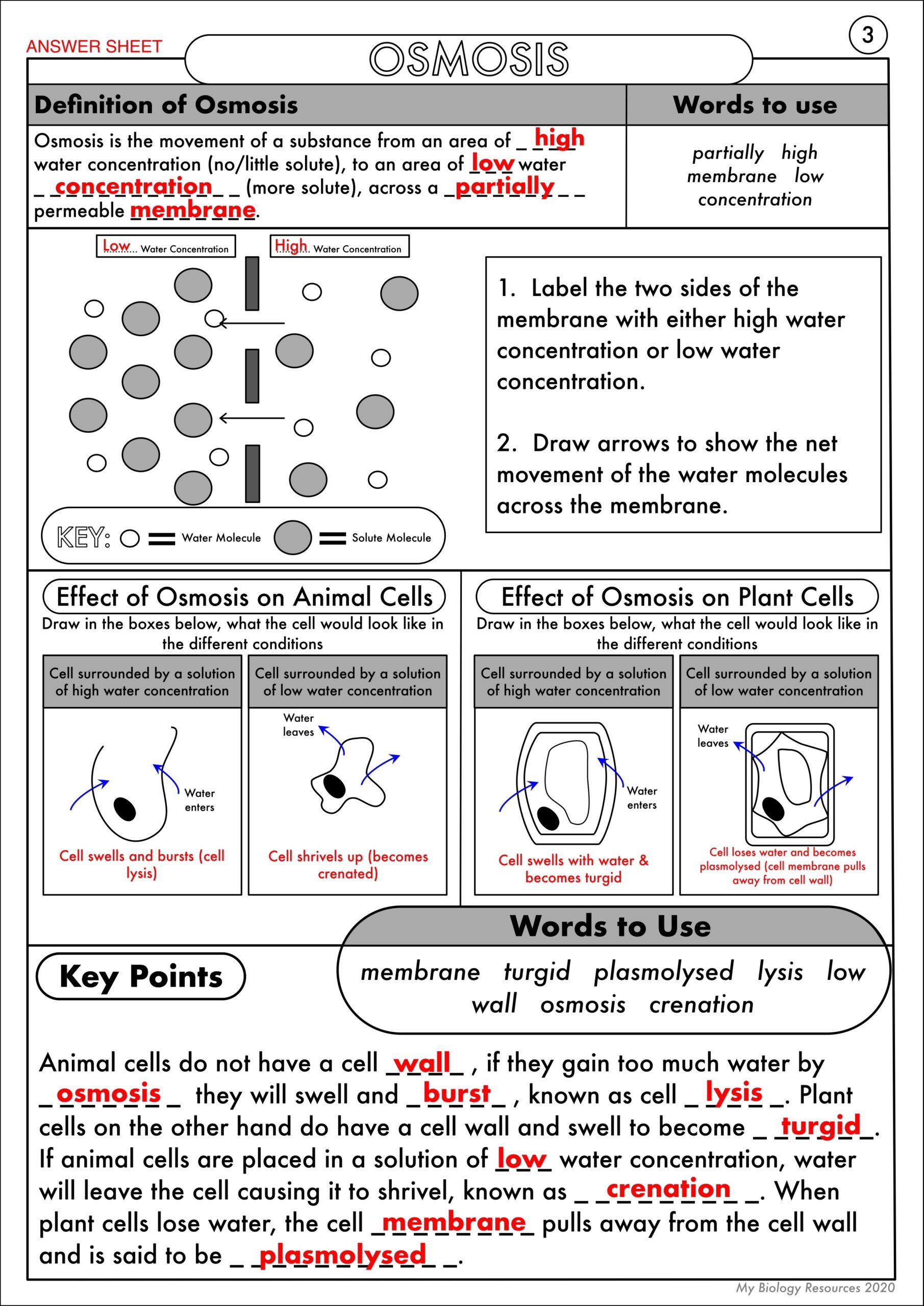 GCSE Biology Diffusion Osmosis And Active Transport Worksheet Pack Teaching Resources