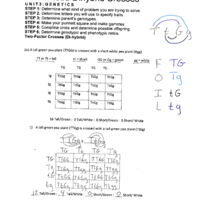 Genetics Dihybrid Cross Practice Worksheet Answer Key Studocu
