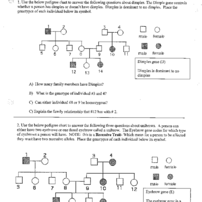 Genetics Pedigree Worksheet Analyzing Dimples Unibrows Studocu