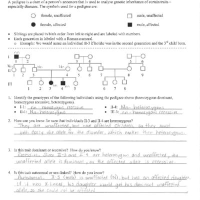 Genetics Pedigree Worksheet Key Study Guide Studocu