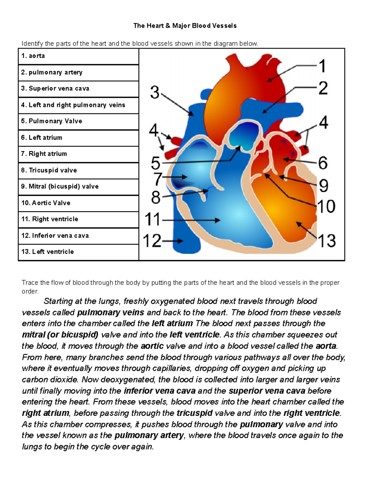 Heart Anatomy Blood Vessel Flow Overview Study Notes Studocu