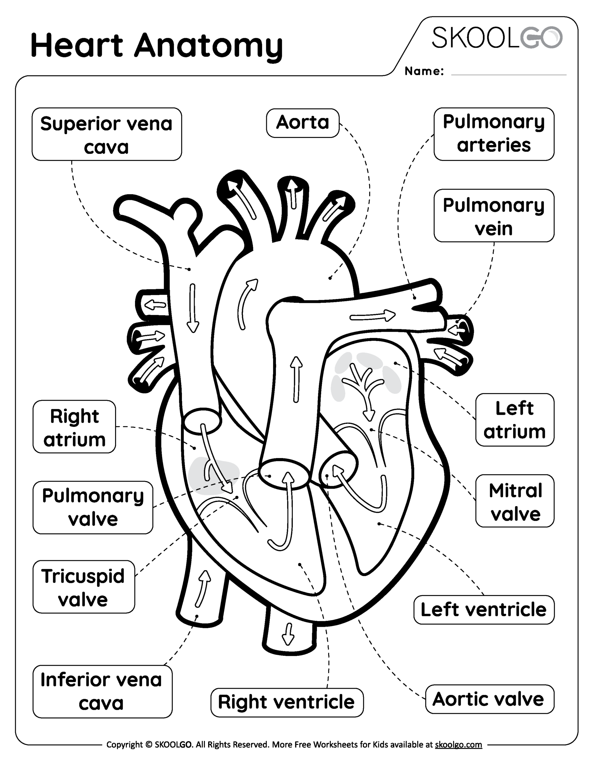 free printable anatomy worksheets pdf