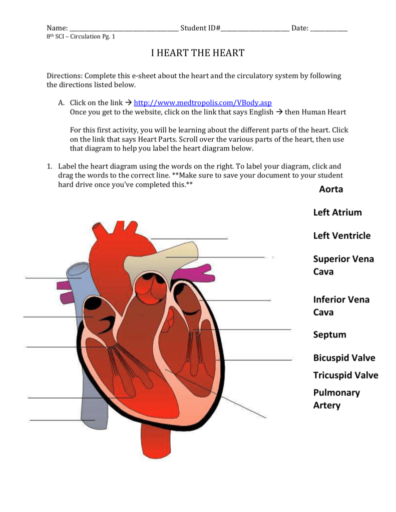 label the heart worksheet answers