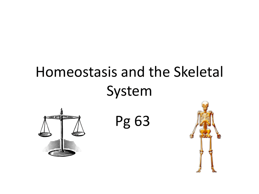 skeletal homeostasis worksheet answers