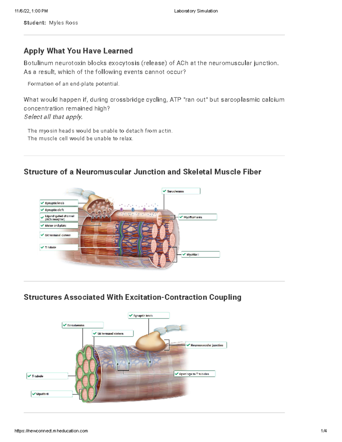 Homeostasis Worksheet Answers Feedback Mechanisms Explained Studocu
