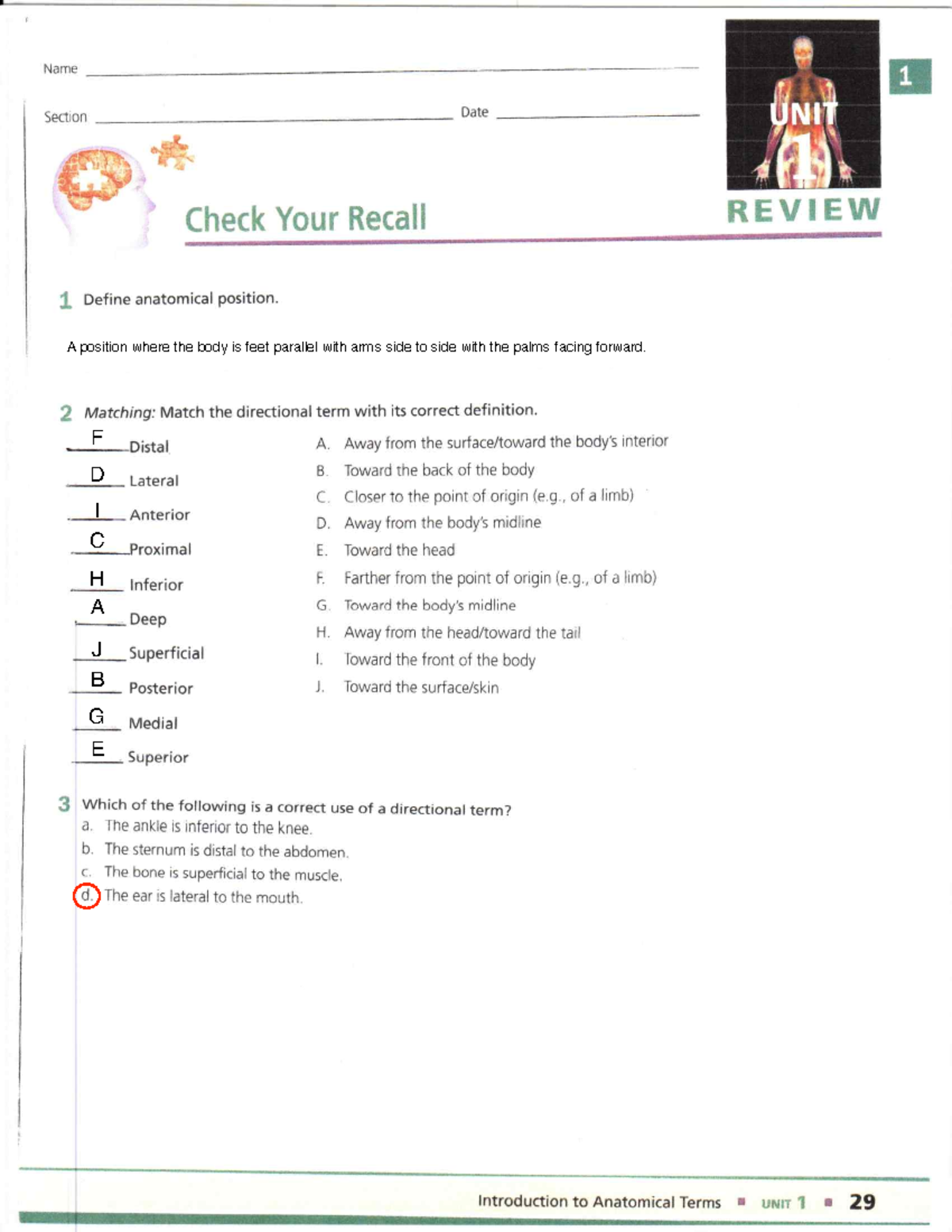 Homeostasis Worksheet Answers Feedback Mechanisms Explained Studocu