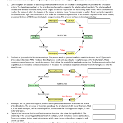 Homeostasis Worksheet Positive Negative Feedback