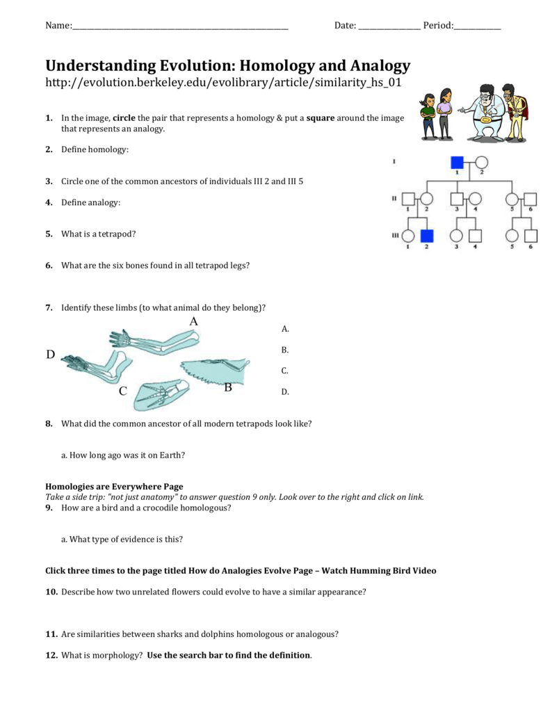 types of evolution worksheet answers types of evolution worksheet answers
