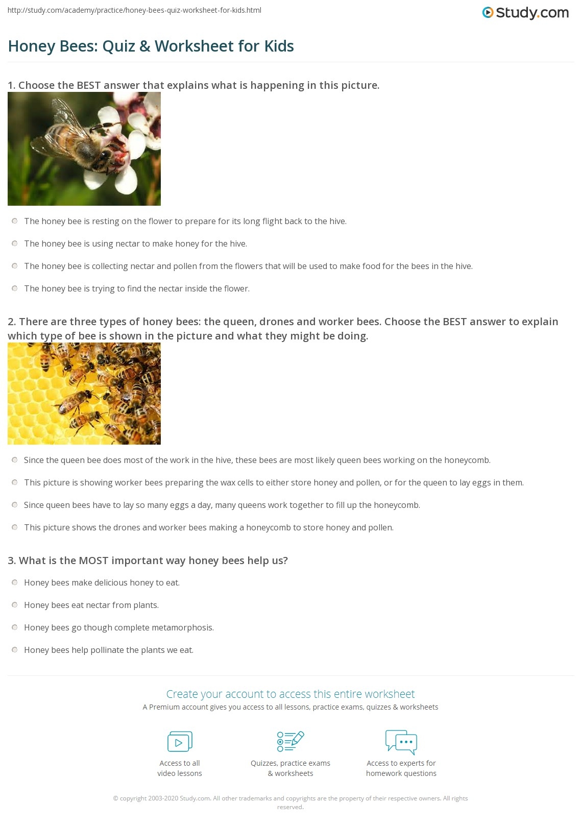 silence of the bees worksheet answers silence of the bees worksheet answers