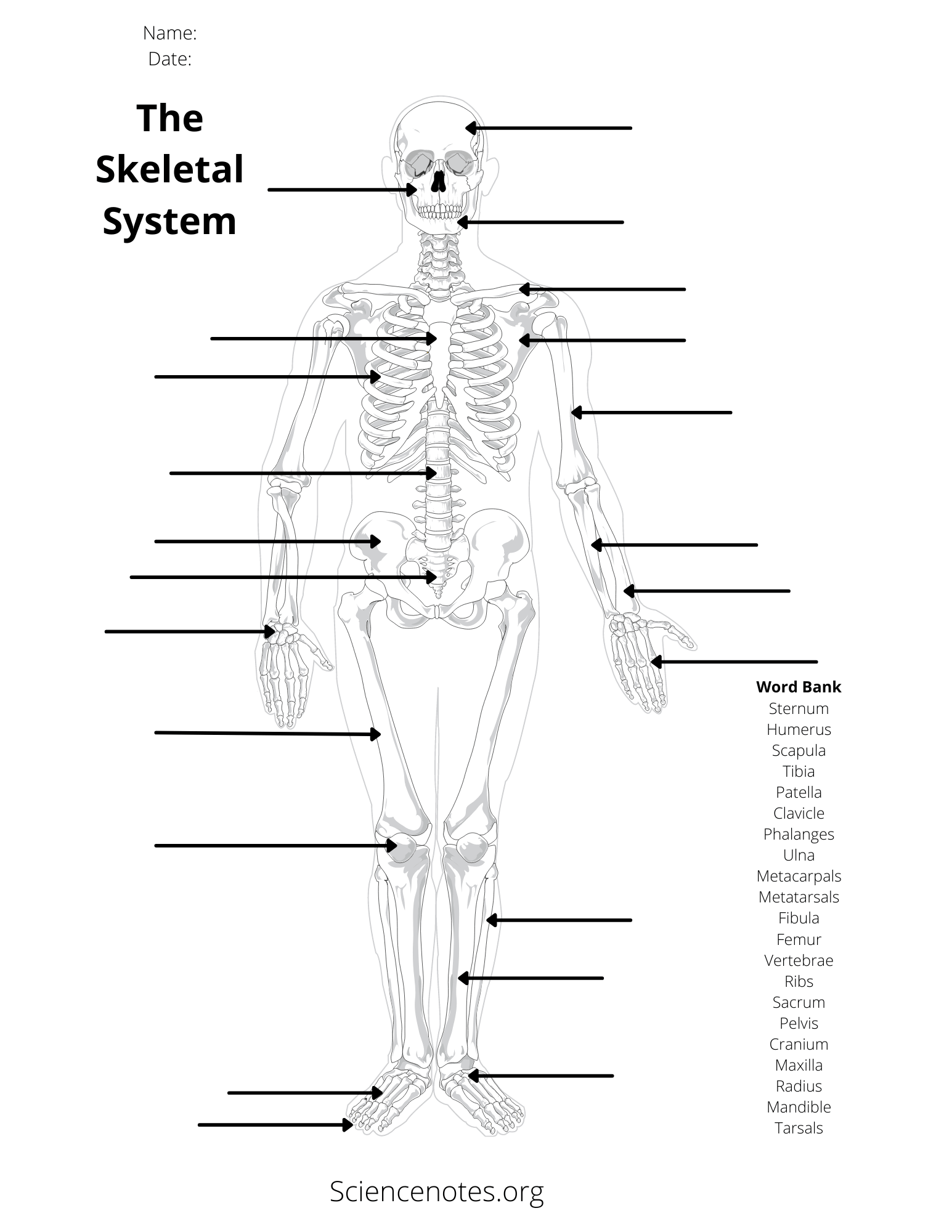 skeletal system worksheet answers pdf