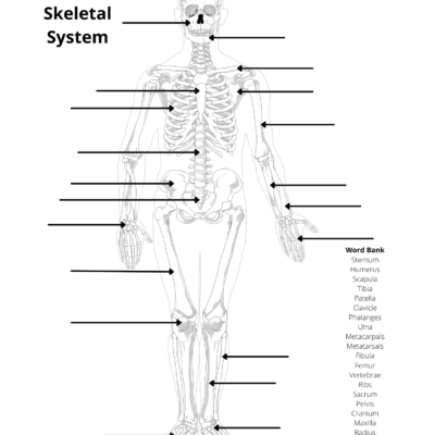 Human Anatomy Worksheets And Study Guides