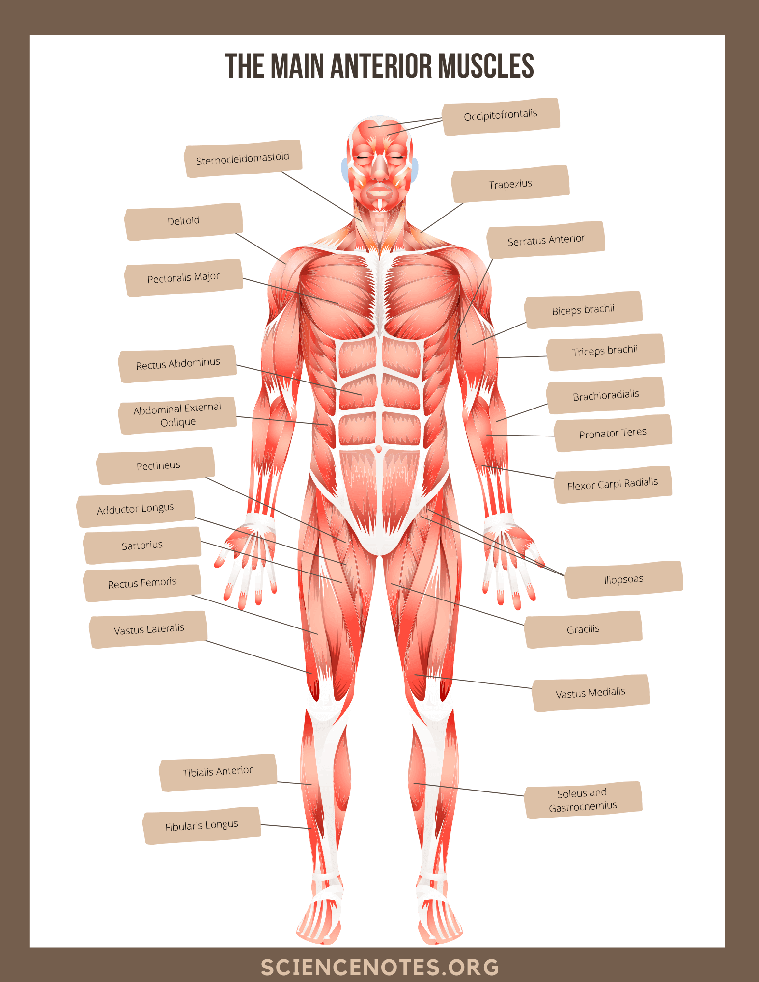 muscle labeling worksheet with answers muscle labeling worksheet with answers