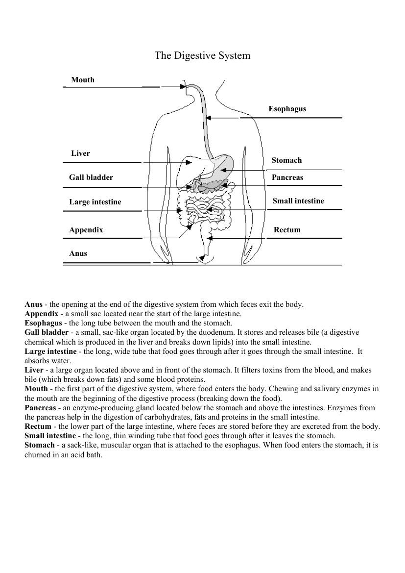 Human Body Systems Digestive System Diagram Worksheet With Worksheets Library