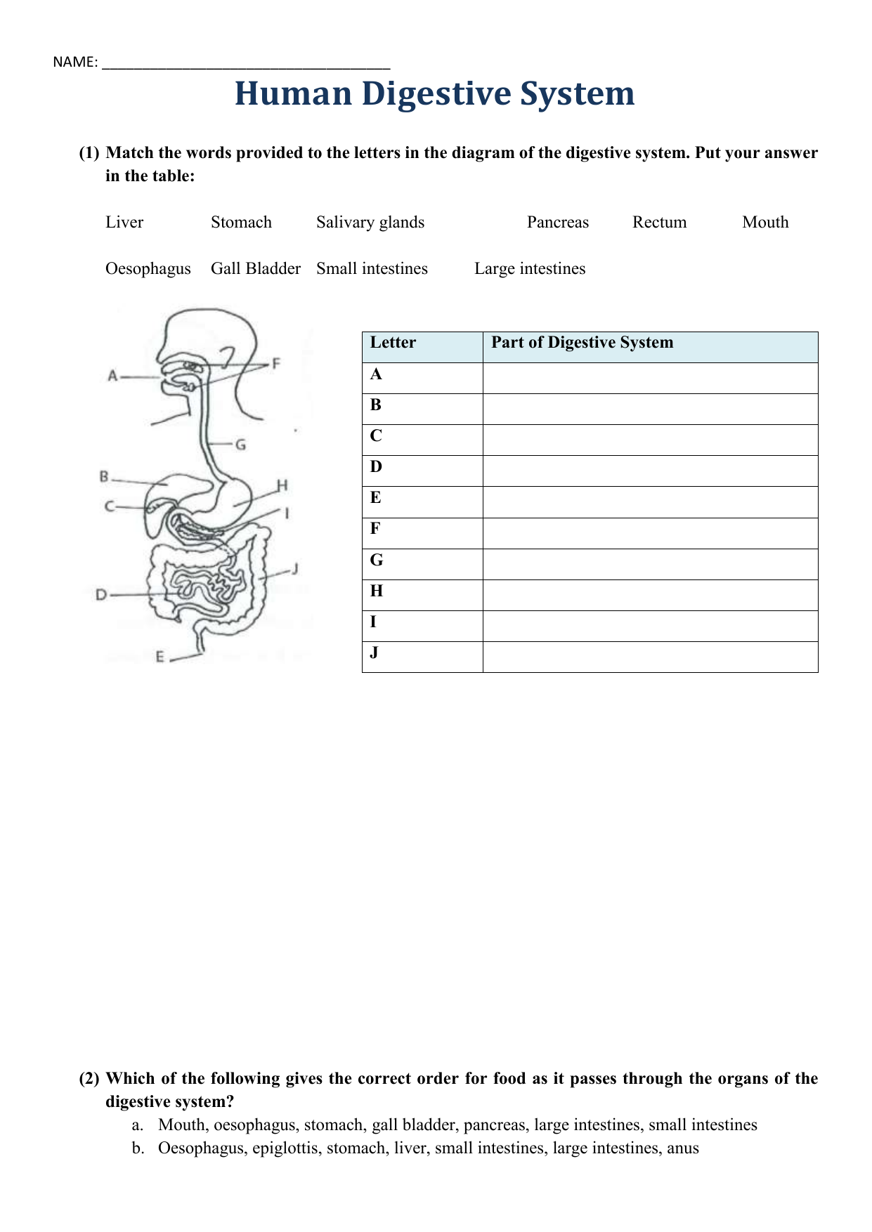 Human Digestive System Worksheet