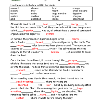 Human Digestive System Worksheet
