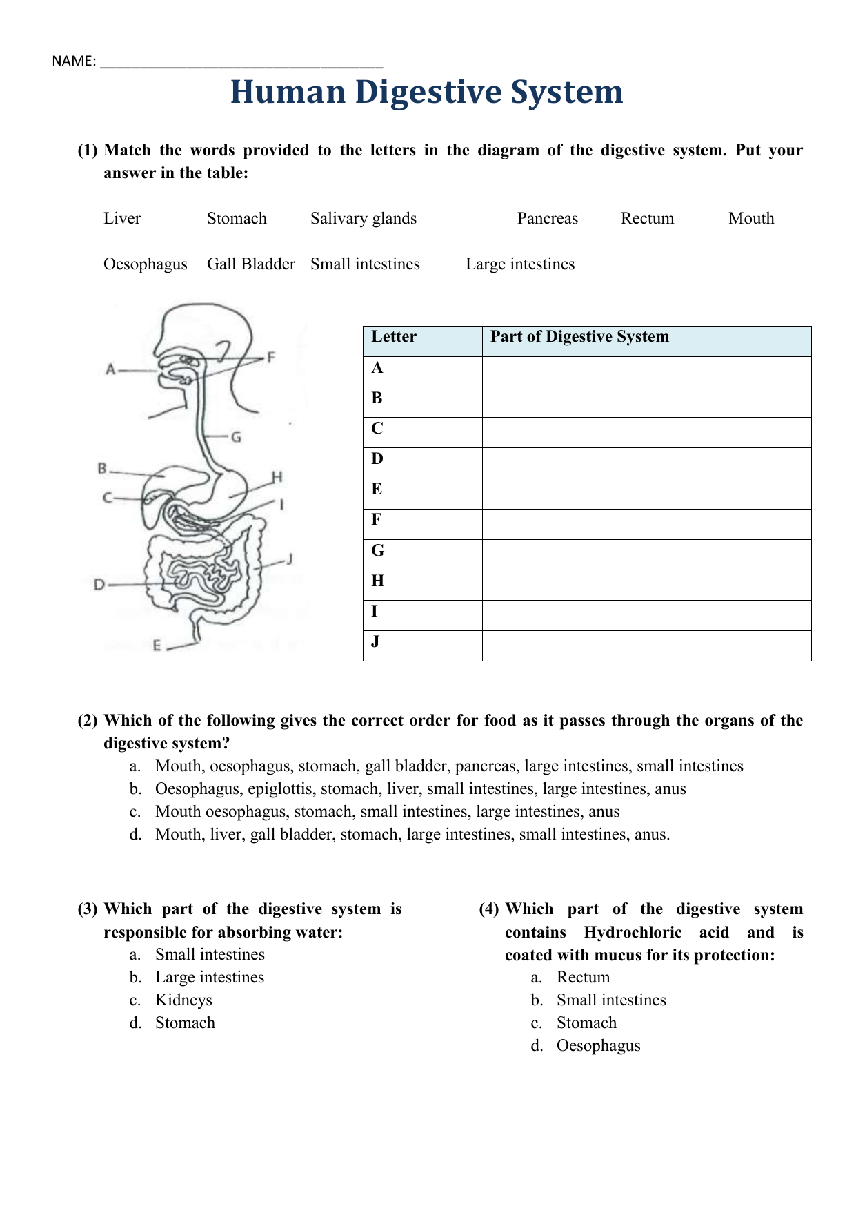 Human Digestive System Worksheet Anatomy Function Human Digestive System Worksheet Anatomy Function