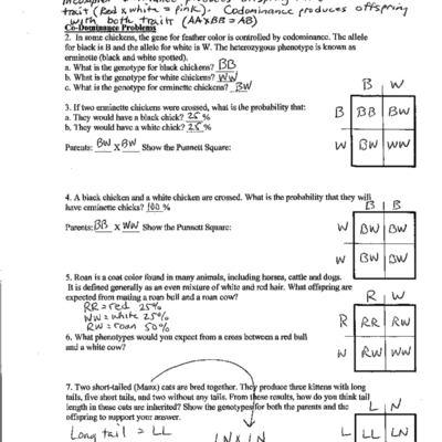Human Genetics Practice Worksheet Incomplete Dominance Codominance Key Studocu