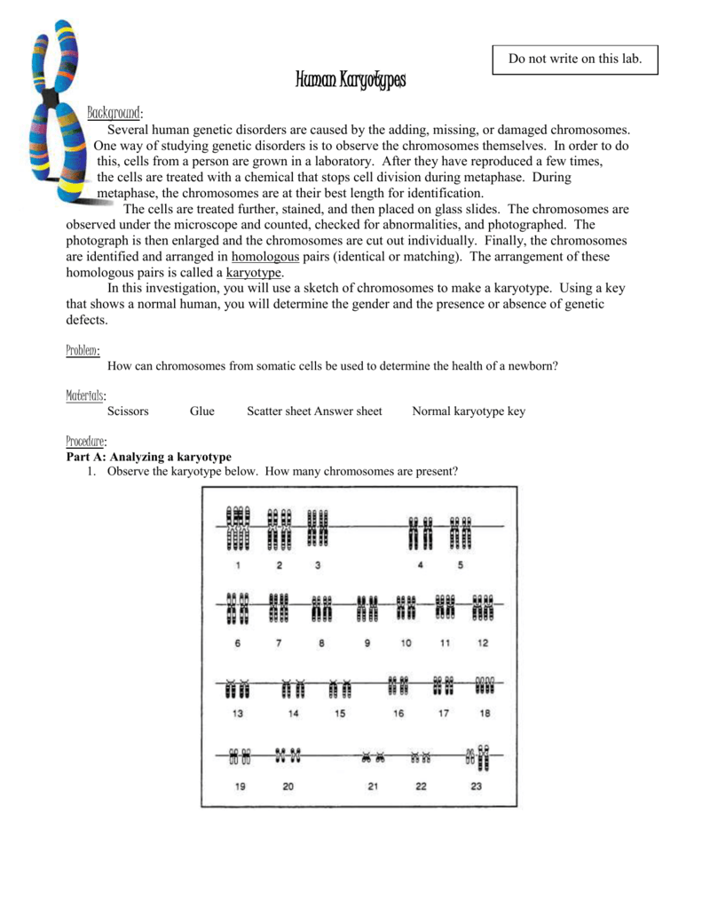 karyotype worksheet answer key