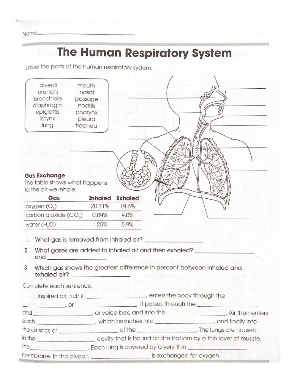 Human Respiratory System Worksheet Worksheets Library Human Respiratory System Worksheet Worksheets Library