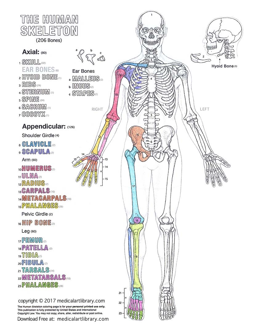 skeleton worksheet pdf