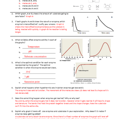Interpreting Enzyme Graphs Answer Key For Biology 101 Final Exam Studocu
