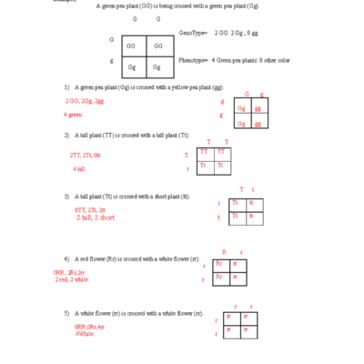 Jimmy PPunnett Square Worksheet Monohybrid Crosses Practice Studocu