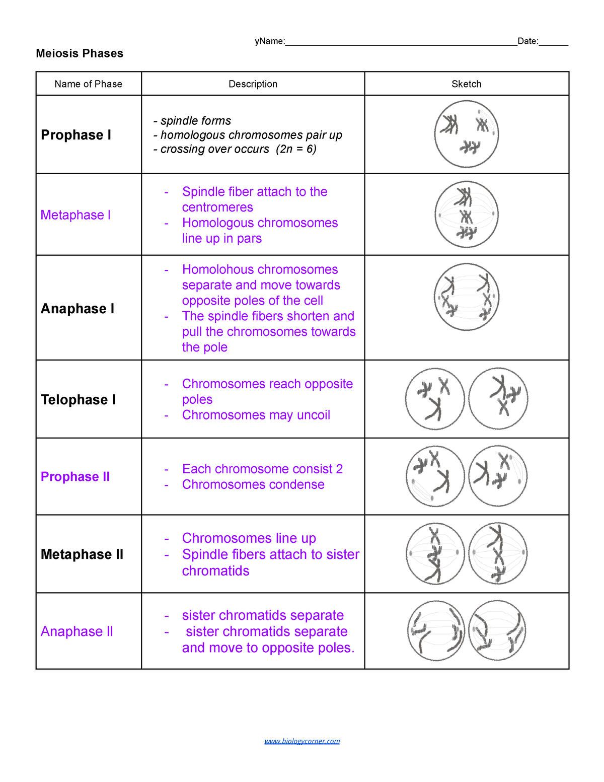 Kami Export Brianna Avalos Copy Of Meiosis Phases Graphic Worksheets Library Kami Export Brianna Avalos Copy Of Meiosis Phases Graphic Worksheets Library