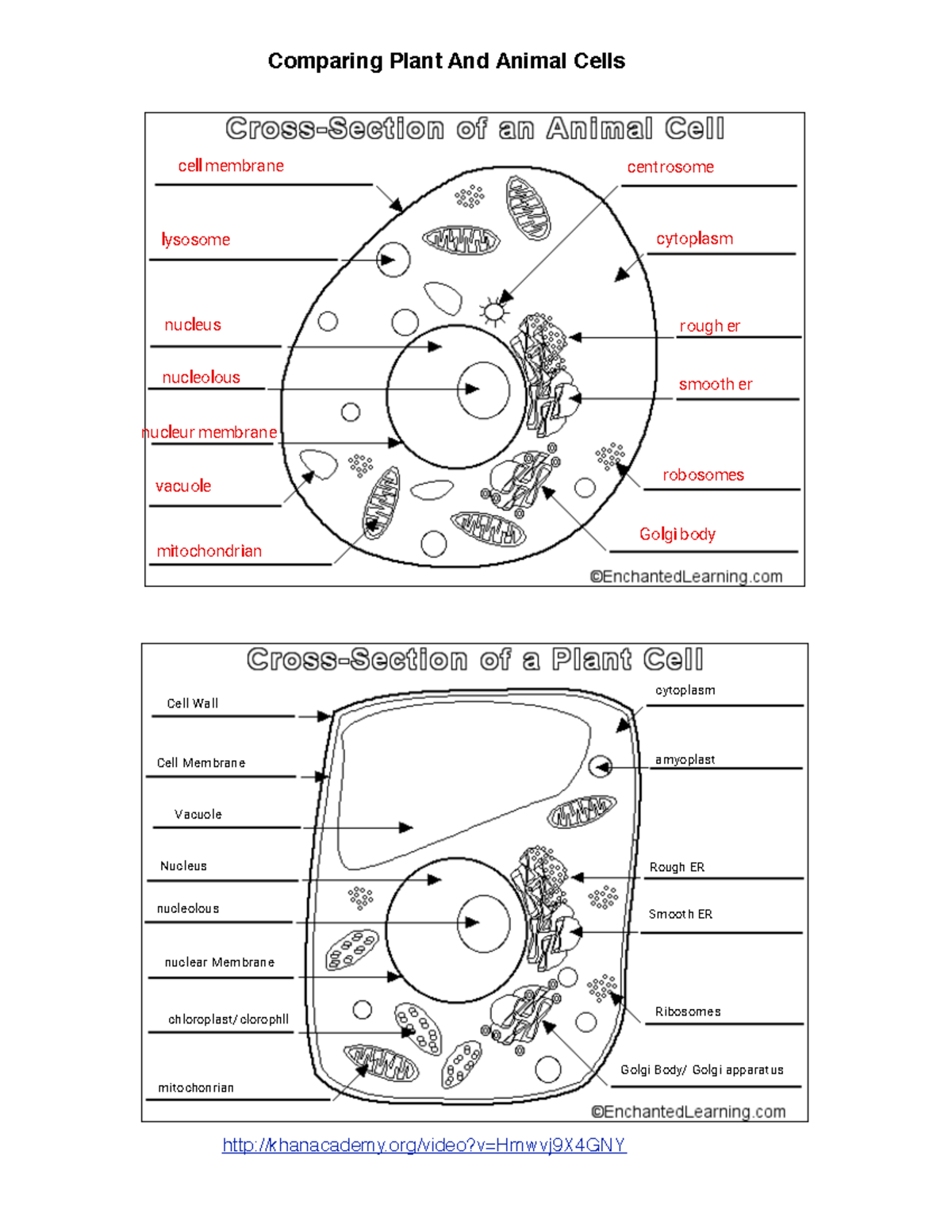 Kami Export Evelyn Hoffmann Comparing Plant Animal Cells Diagrams Studocu