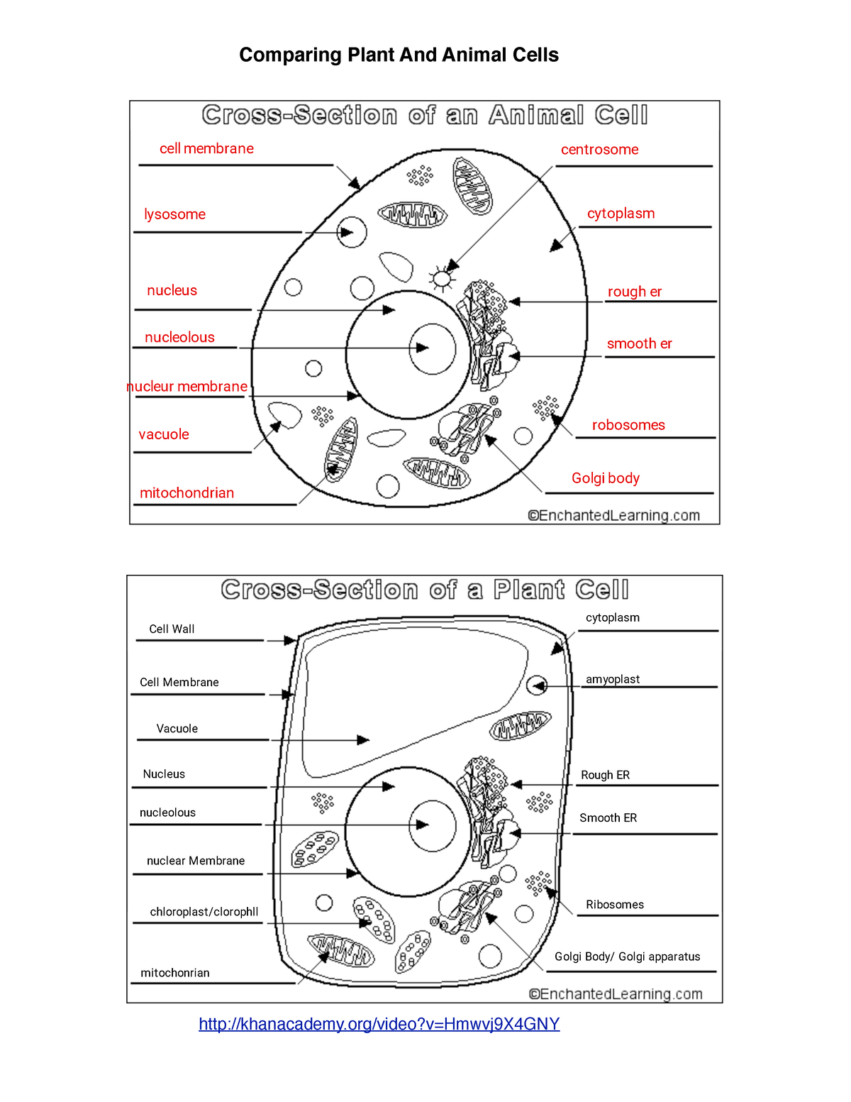 Kami Export Evelyn Hoffmann Plant Animal Cell Diagrams Worksheets Library