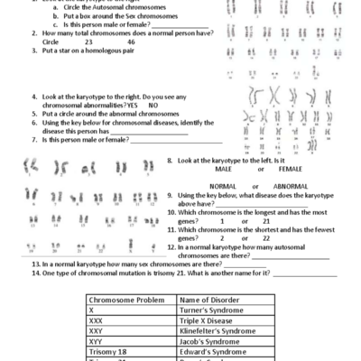Karyotype Worksheet 1 Biology Class Activities Studocu