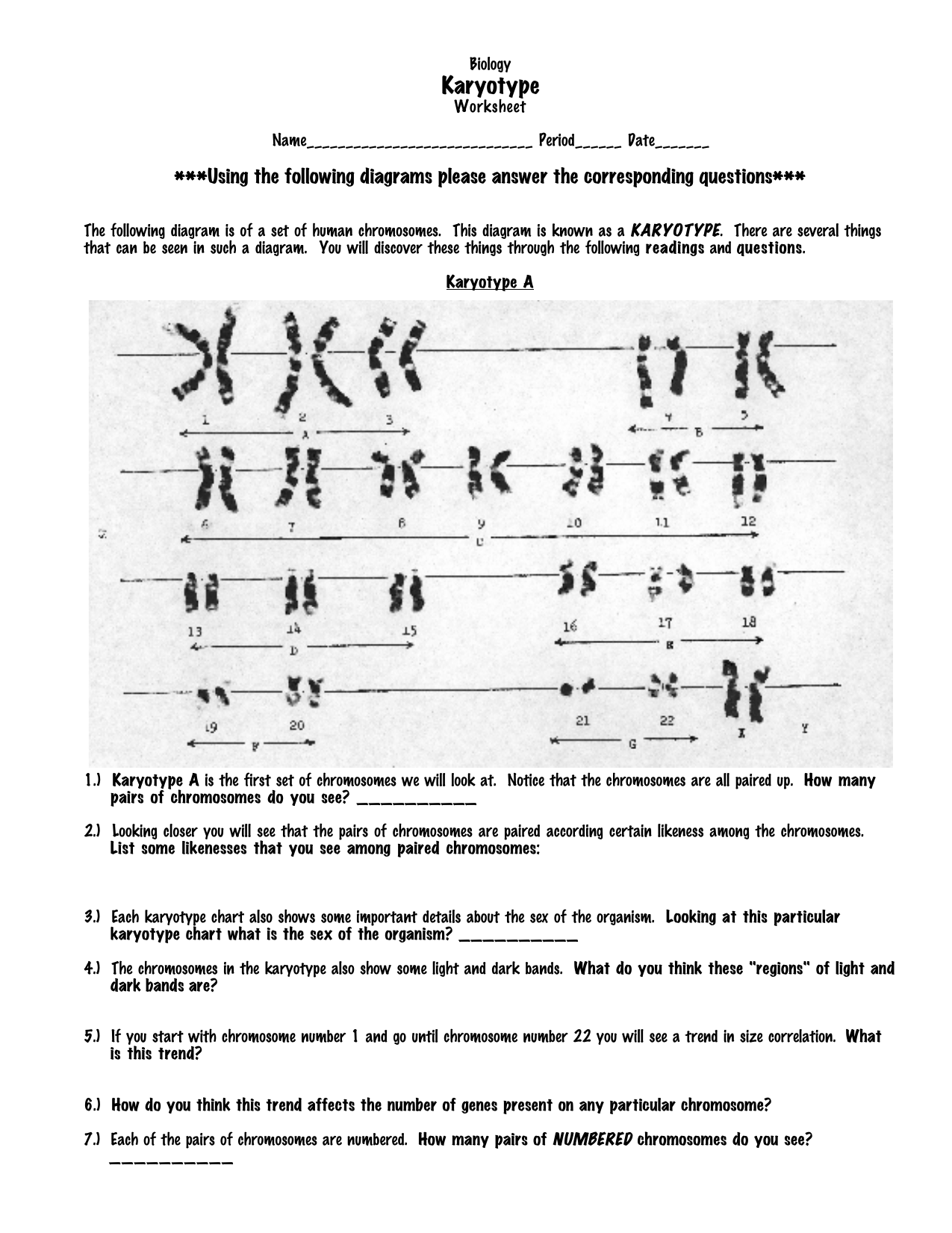 Karyotype Worksheet Chromosome Analysis Genetics