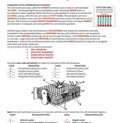 KEY Cell Membrane And Tonicity Worksheet pdf