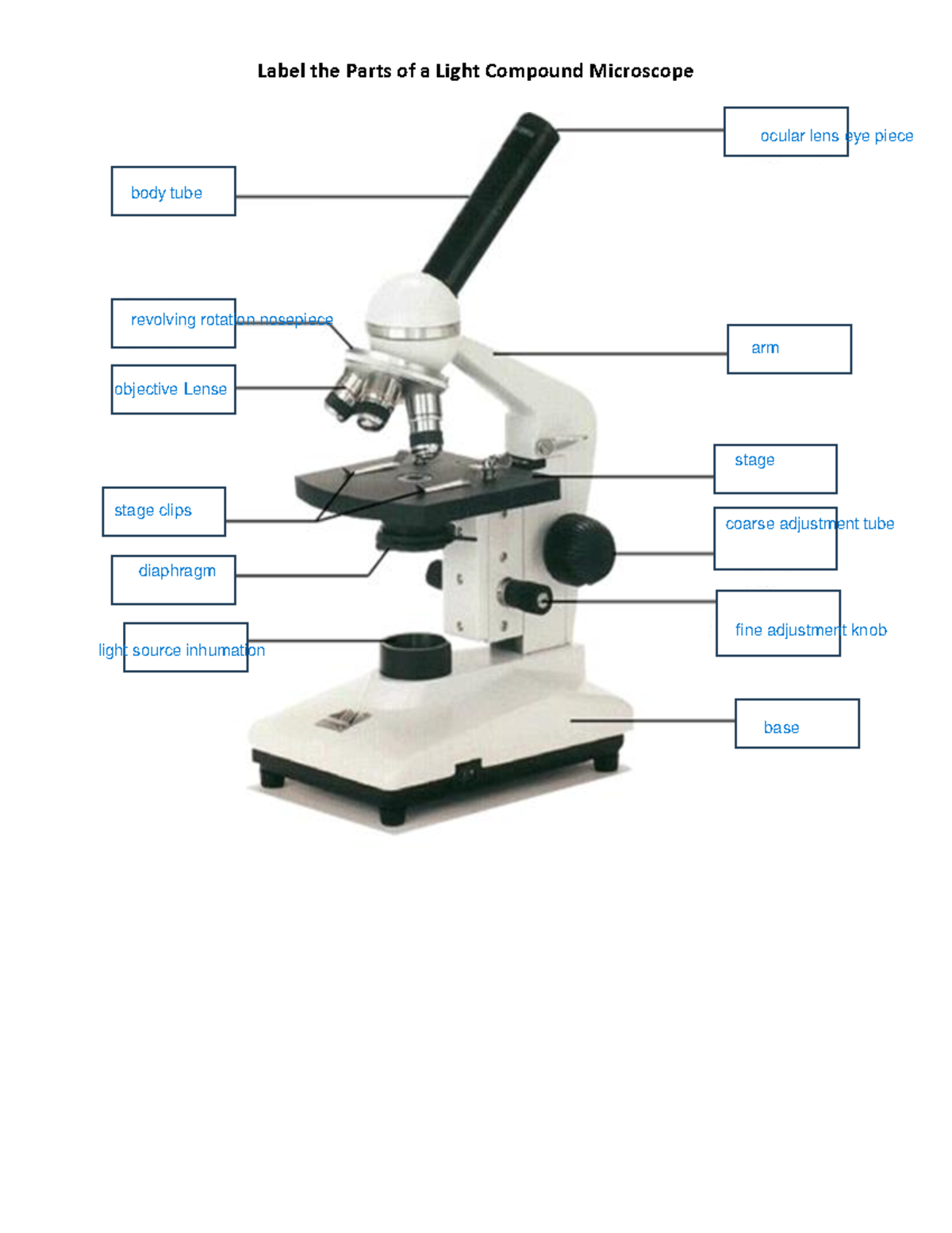Label The Parts Of A Light Compound Microscope Studocu