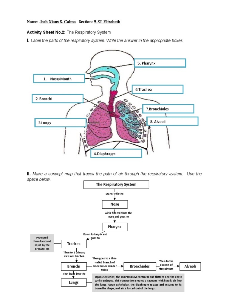 Label The Parts Of The Respiratory System Write The Answer In The Worksheets Library Label The Parts Of The Respiratory System Write The Answer In The Worksheets Library