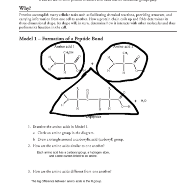 Lecture 6 7 BIO 181 Protein Structure Function Worksheet F2021 Studocu