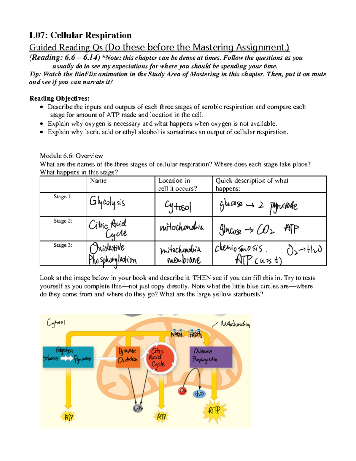 Lesson 7 GRQs Understanding Cellular Respiration Processes Studocu