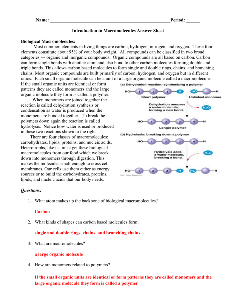 Macromolecules Answer Sheet Biology Review