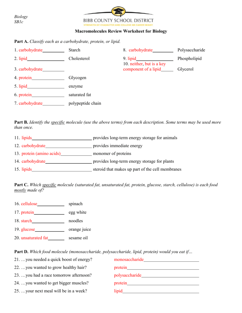 Macromolecules Review Worksheet Biology SB1c